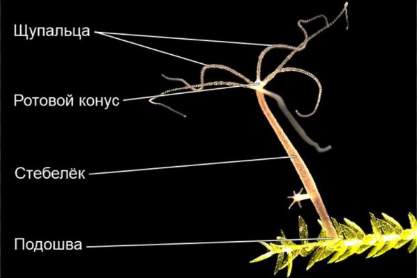 Кракен адрес тор